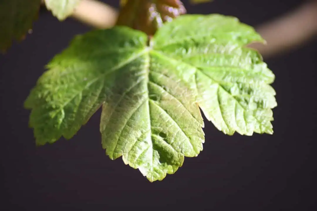 CAFM-Blog.de | Effiziente Anlagenwartung mit der richtigen Software-Lösung CAFM-Blog.de | Efficient Plant Maintenance with the Right Software Solution